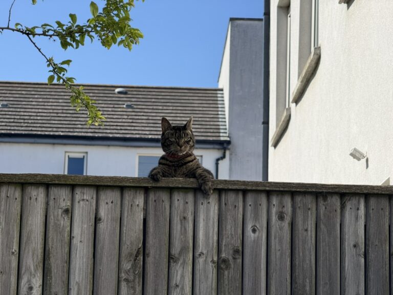 A Quiet Observation 954BEDB0 4001 4EC1 A180 6237BA9F2305 1 105 c