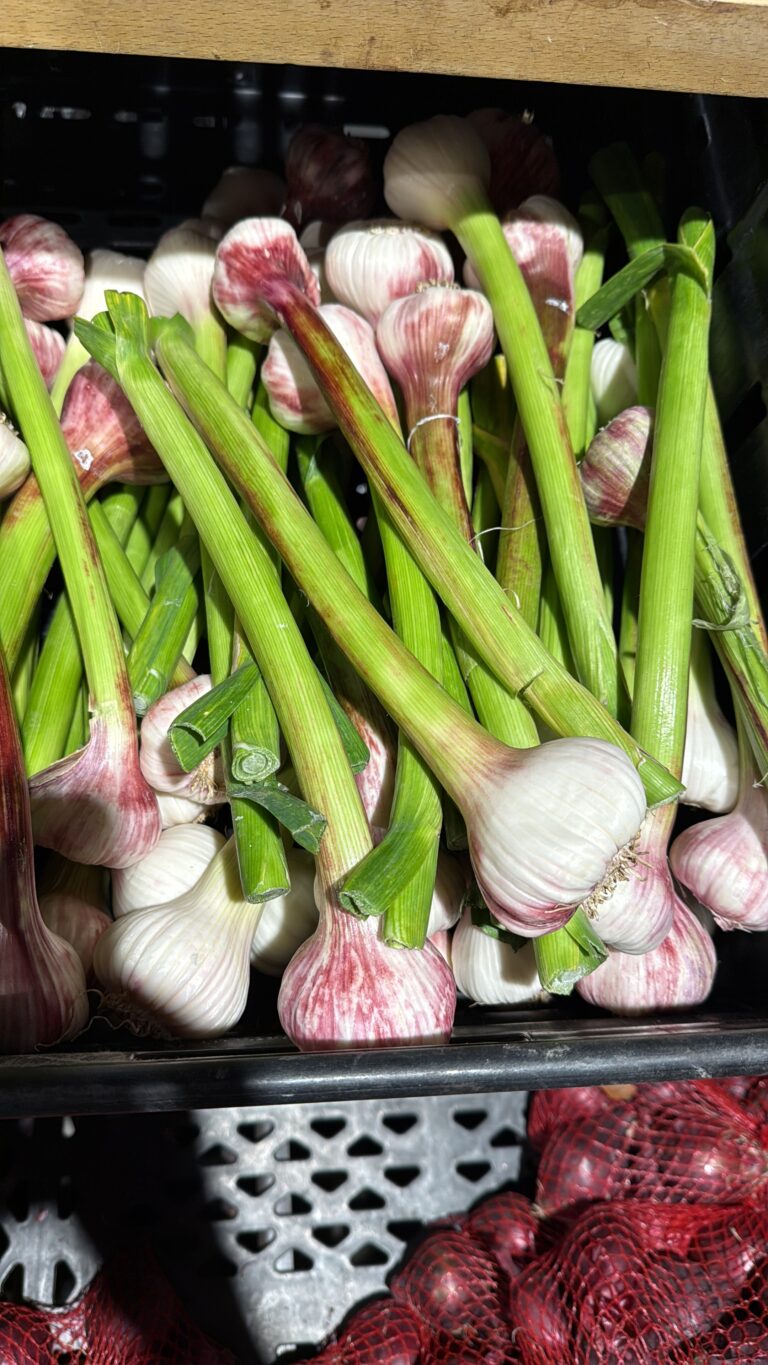 The Beauty of Fresh Garlic Scapes DA2581ED 3F06 436C 8D49 47F81575A44B