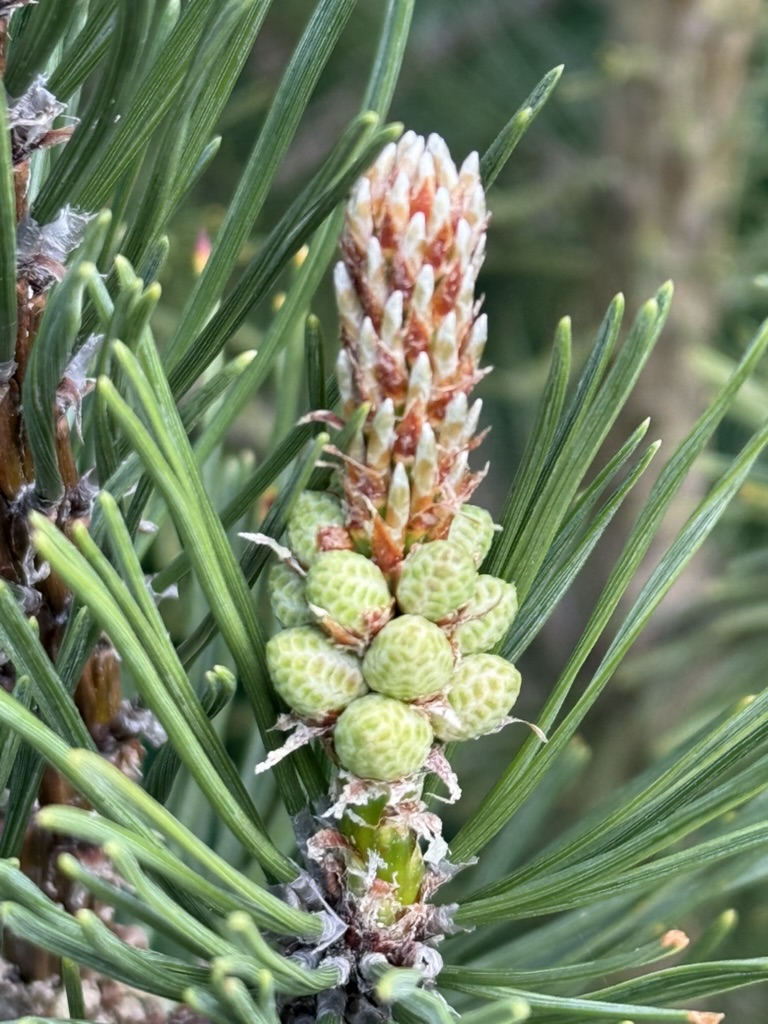Pinecone Beginnings 1 Pinecone Beginnings F519B35C 239F 499D 90E4 DA0F41B7F33A 1 105 c