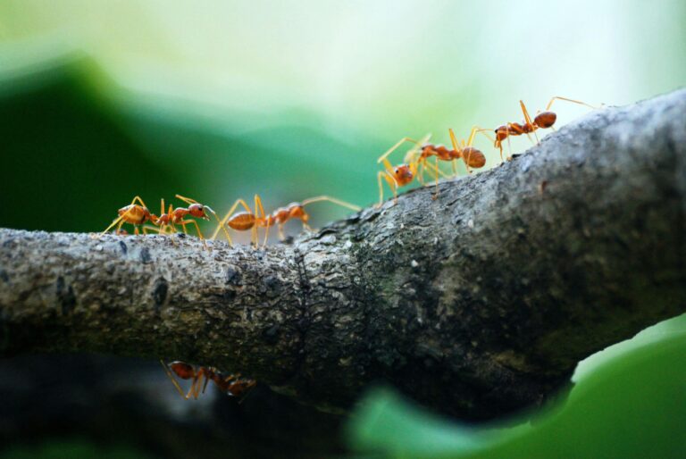 The Champions League of Ant Catching pexels poranimm athithawatthee 284222 842401